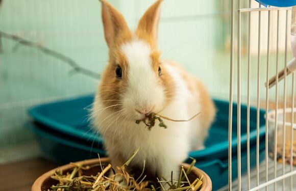 Call to ban bunny sales as owners abandon thousands