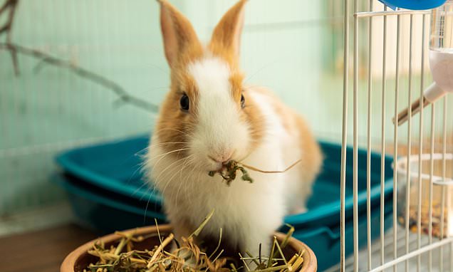 Call to ban bunny sales as owners abandon thousands