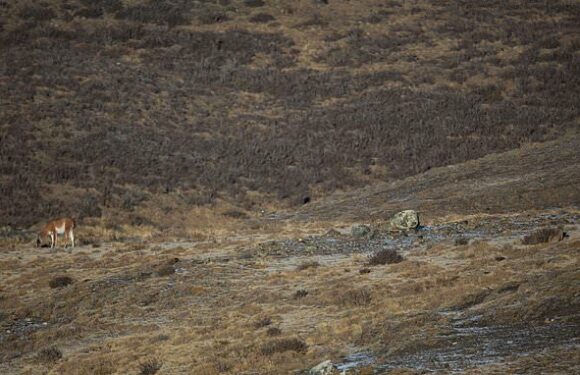Can YOU spot the puma? Elusive wild cat is near impossible to see