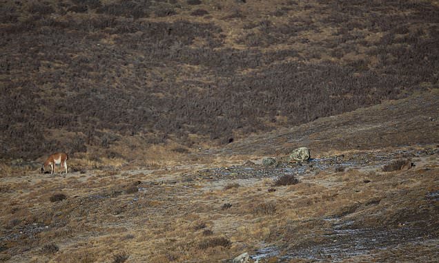 Can YOU spot the puma? Elusive wild cat is near impossible to see