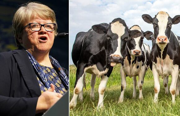 Farmers ordered to feed cows 'methane suppressants' to stop belching