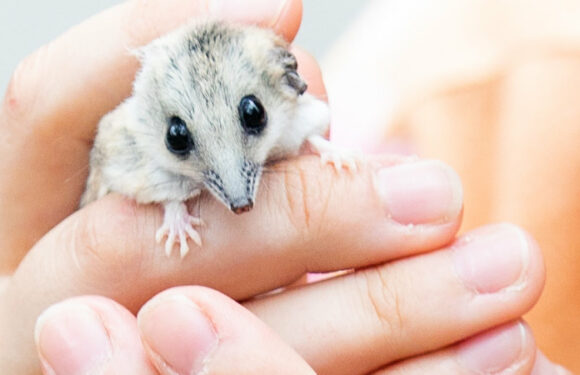 Fat-tailed marsupials, wingless flies: The unique Victorian animals scientists want protected