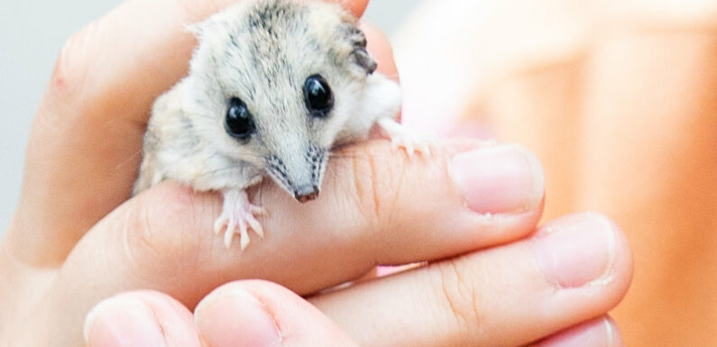 Fat-tailed marsupials, wingless flies: The unique Victorian animals scientists want protected