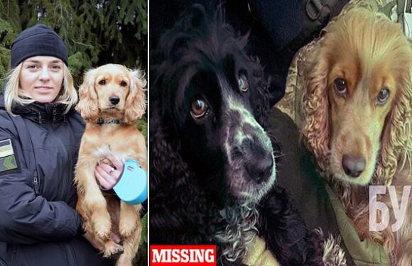 Female Ukrainian freed in prisoner exchange launches search for dogs