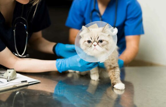 Five cash-saving tips to keep vet bills down – from insurance to cashback | The Sun