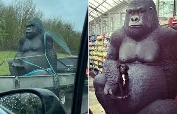 Hunt underway for 'Gary the gorilla' statue stolen from garden centre