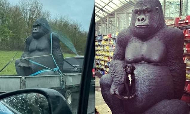 Hunt underway for 'Gary the gorilla' statue stolen from garden centre