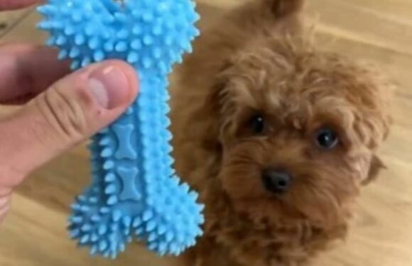 I'm a dog expert – here's the biggest mistake you can make buying your pooch a ball | The Sun