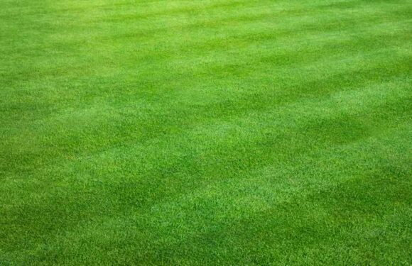 I'm a lawn care expert – get lush green grass with common kitchen ingredient & cheap solution to naturally kill weeds | The Sun