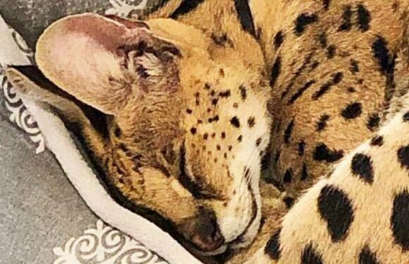 My pet is a social media star – people always ask if it's a cat or a dog and the answer is something much wilder | The Sun