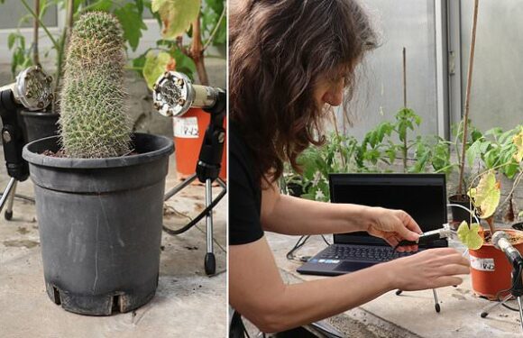 PETA says they may resort to eating 'only what falls from the tree'