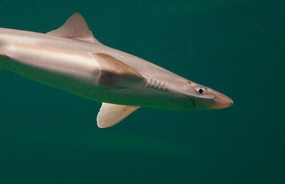 Shark and chips is back on the menu after spurdog fishing ban ends