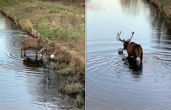 Stag practices its football skills as it pushes ball along park river