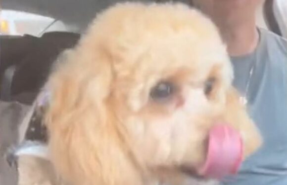 We went to fetch our dog from the groomers and realised we'd made a HUGE mistake | The Sun