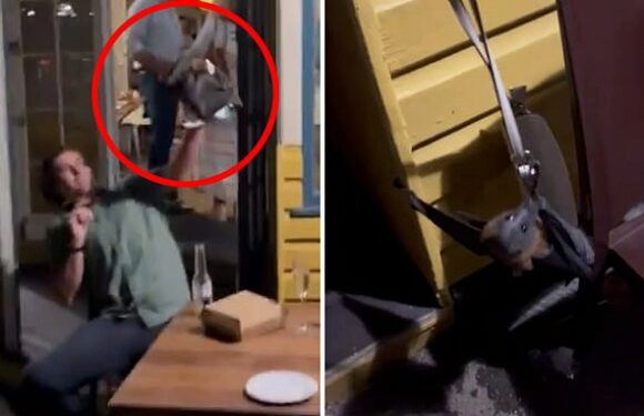 Wedding guests are rushed to hospital after being attacked by a bat