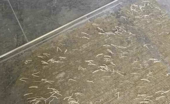 Woman discovers bizarre grey worms growing out of her bathroom tiles