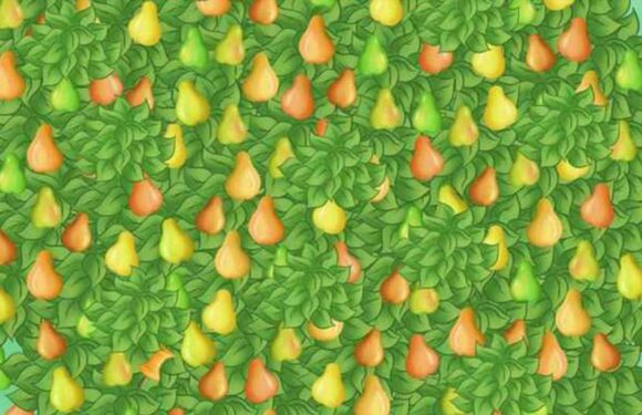 You have a top IQ if you can spot the mistake in this picture of a tree in just six seconds | The Sun