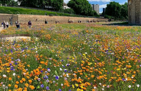 200,000 packets of wildflower seeds will be sent to primary schools
