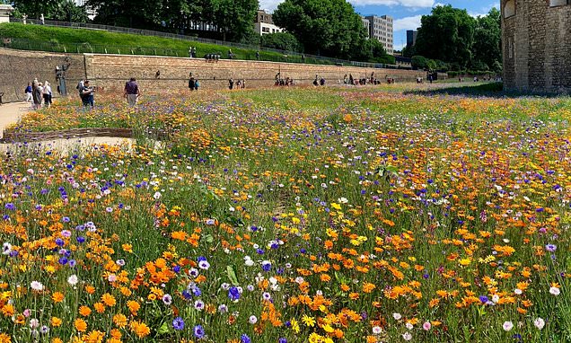 200,000 packets of wildflower seeds will be sent to primary schools