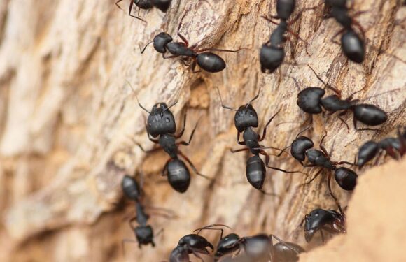 50p kitchen ingredient hailed ‘great’ solution for getting ‘rid of ants’