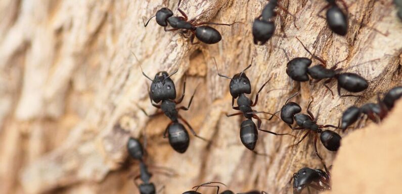 50p kitchen ingredient hailed ‘great’ solution for getting ‘rid of ants’