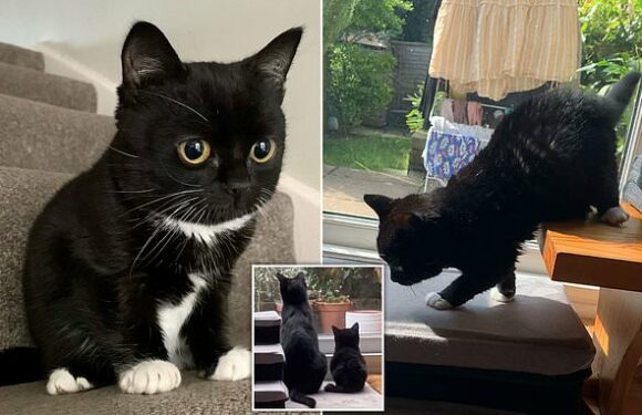 Adorable dwarf kitten wins thousands of fans online