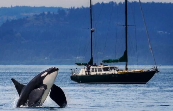 Orcas ram yacht in Scotland in latest killer whale attack on boats