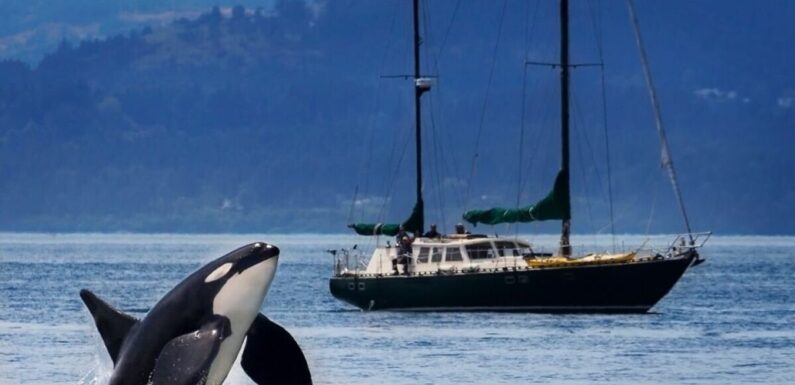 Orcas ram yacht in Scotland in latest killer whale attack on boats