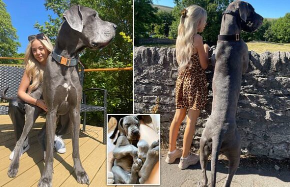 A friendly giant! Woman, 21, has 6ft 2ins Great Dane