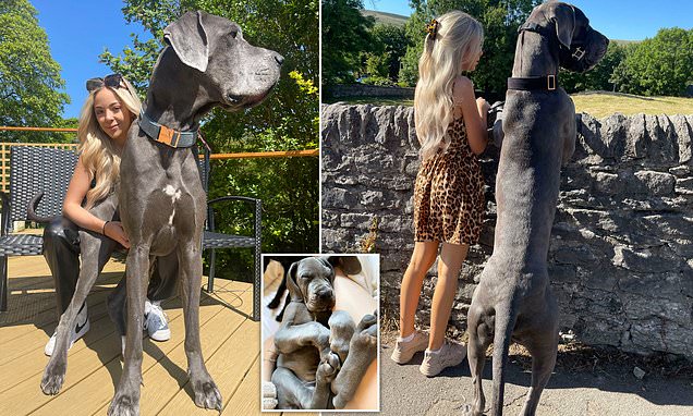 A friendly giant! Woman, 21, has 6ft 2ins Great Dane