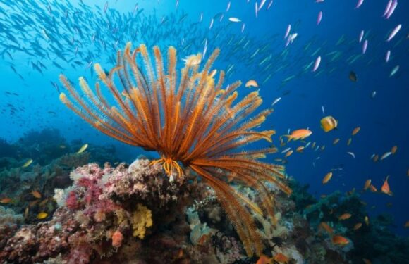 Australia gains reprieve on threat to Great Barrier Reef World Heritage status