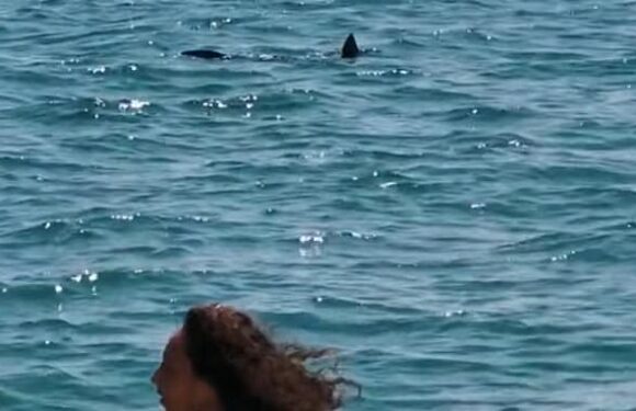 Chilling moment 7ft shark circles frightened tourists in France