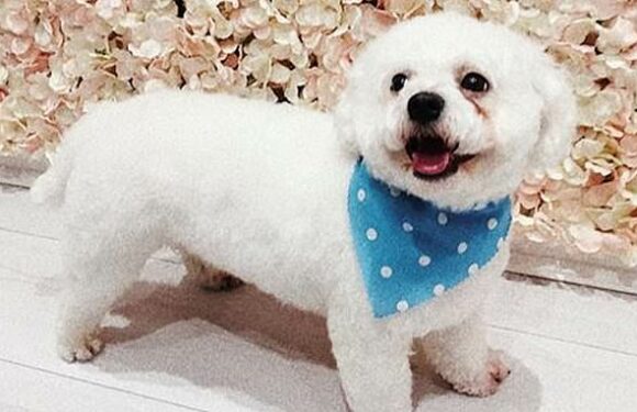 Dog killed and owner injured when they were caught in the crossfire