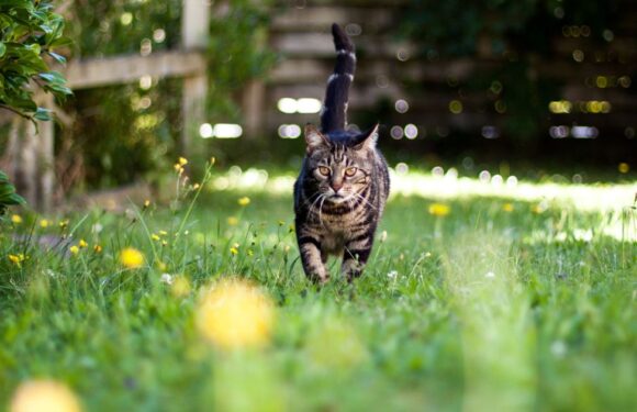 Garden hack can stop cats pooing on your lawn – and only costs 19p