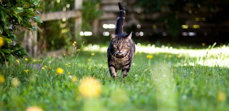 Garden hack can stop cats pooing on your lawn – and only costs 19p