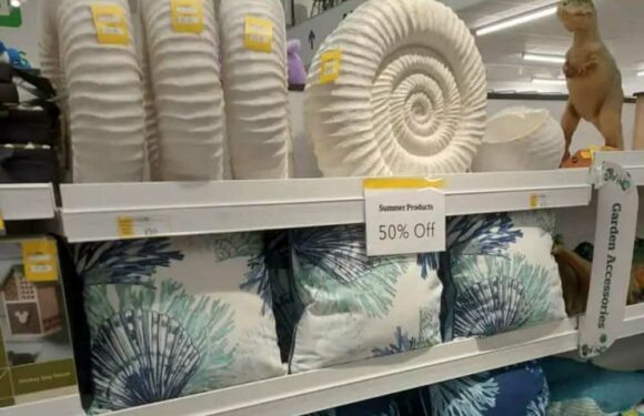 Gardeners you need to run – not walk – to Dunelm…it’s got 50 percent off loads of gardening essentials including plants | The Sun