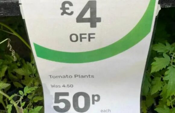 Gardening fans are dashing to Homebase for bargain buy that's perfect for their gardens & it costs just 50p | The Sun