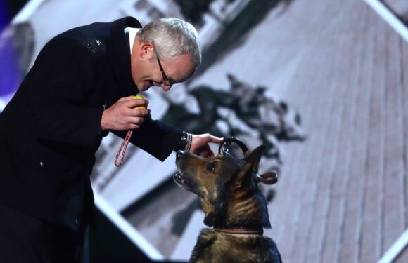 Hero BGT dog star who was stabbed while protecting his owner dies aged 14