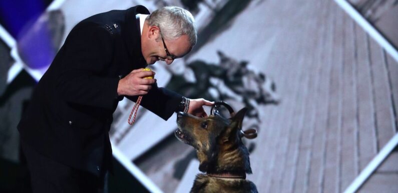 Hero BGT dog star who was stabbed while protecting his owner dies aged 14