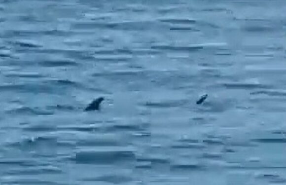 Holidaymakers shriek in horror as sharks appear in shallows at popular beach