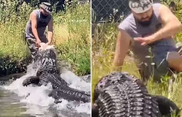 Horrifying moment Colorado man is almost devoured by huge alligator