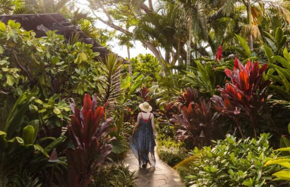 I run a garden at a 5-star resort – the best starting point for beginners and the natural way to minimize pests | The Sun