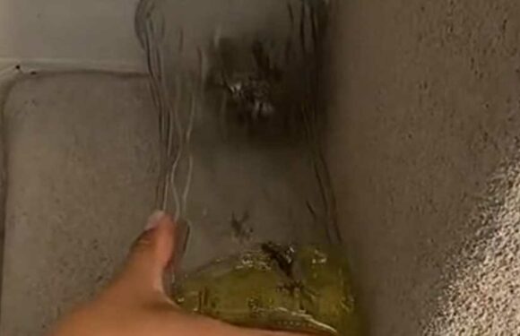 I tried the gasoline trick to get rid of a wasp nest on my porch – it killed them all almost instantly | The Sun