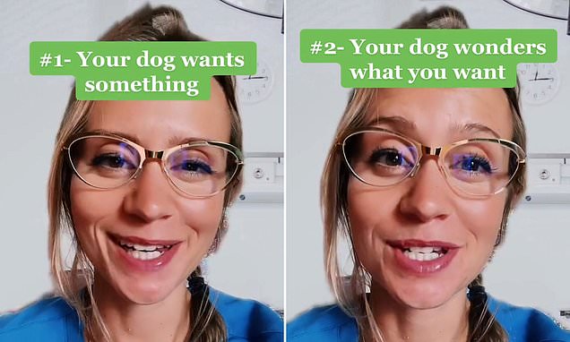 I'm a vet – here's why YOUR dog is staring at you