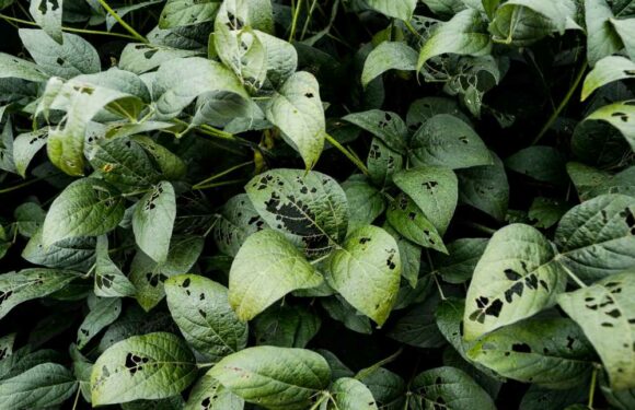 I’m a gardening pro and my easy 10p hack will stop bugs from destroying your plants | The Sun