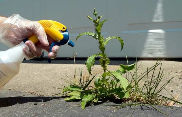 I'm a gardening whizz – my 59p Home Bargains hack is the best weed killer… you probably already have it at home | The Sun