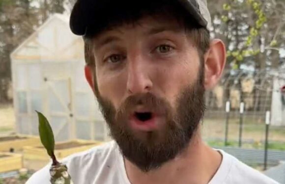 I'm a male gardener – I use a feminine hygiene product to save my plants if they're over or under watered | The Sun