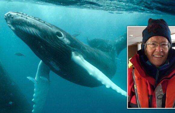 Meet the 'marine whisperer' who has spent decades photographing ocean creatures