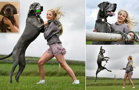 Meet the 6ft 4in Great Dane who towers over his owner on his hind legs