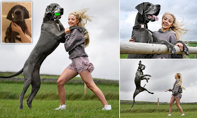 Meet the 6ft 4in Great Dane who towers over his owner on his hind legs